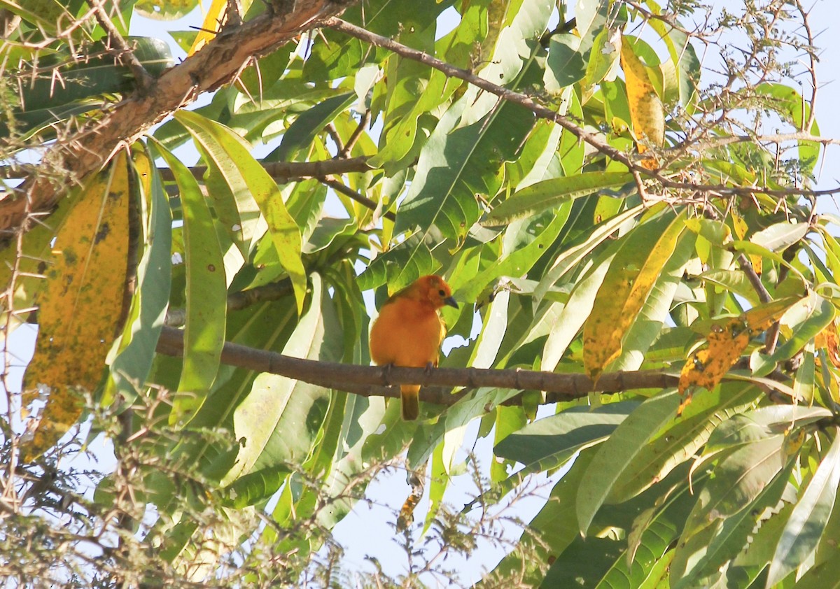 Taveta Golden-Weaver - ML616580252