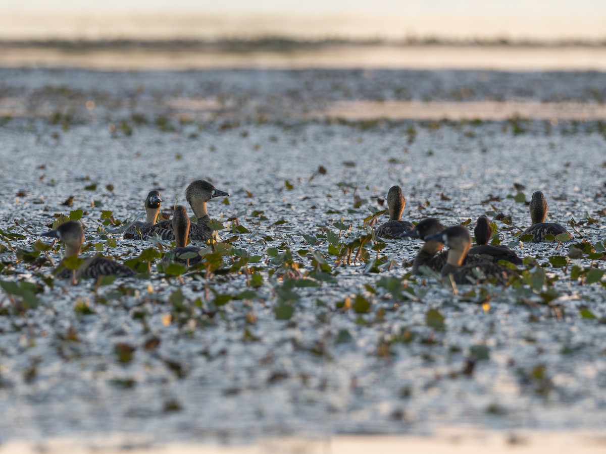 White-backed Duck - ML616580268