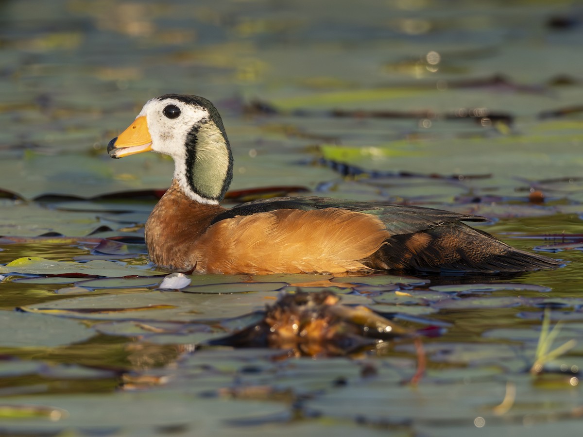 African Pygmy-Goose - ML616580273