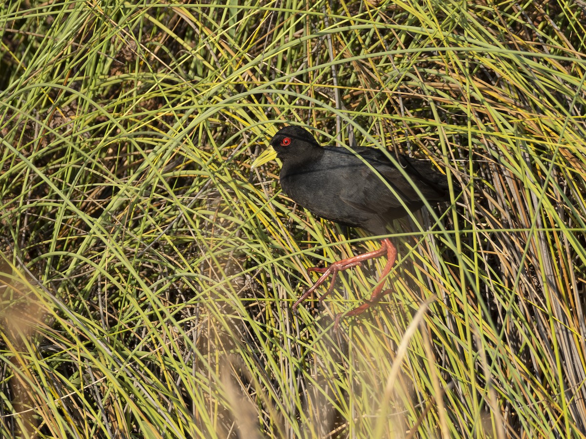 Black Crake - ML616580281