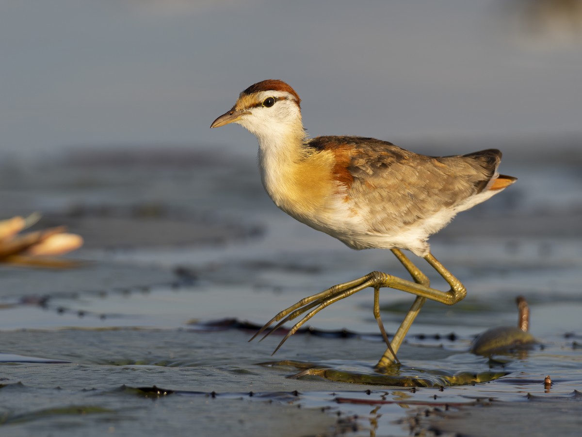 Lesser Jacana - ML616580285