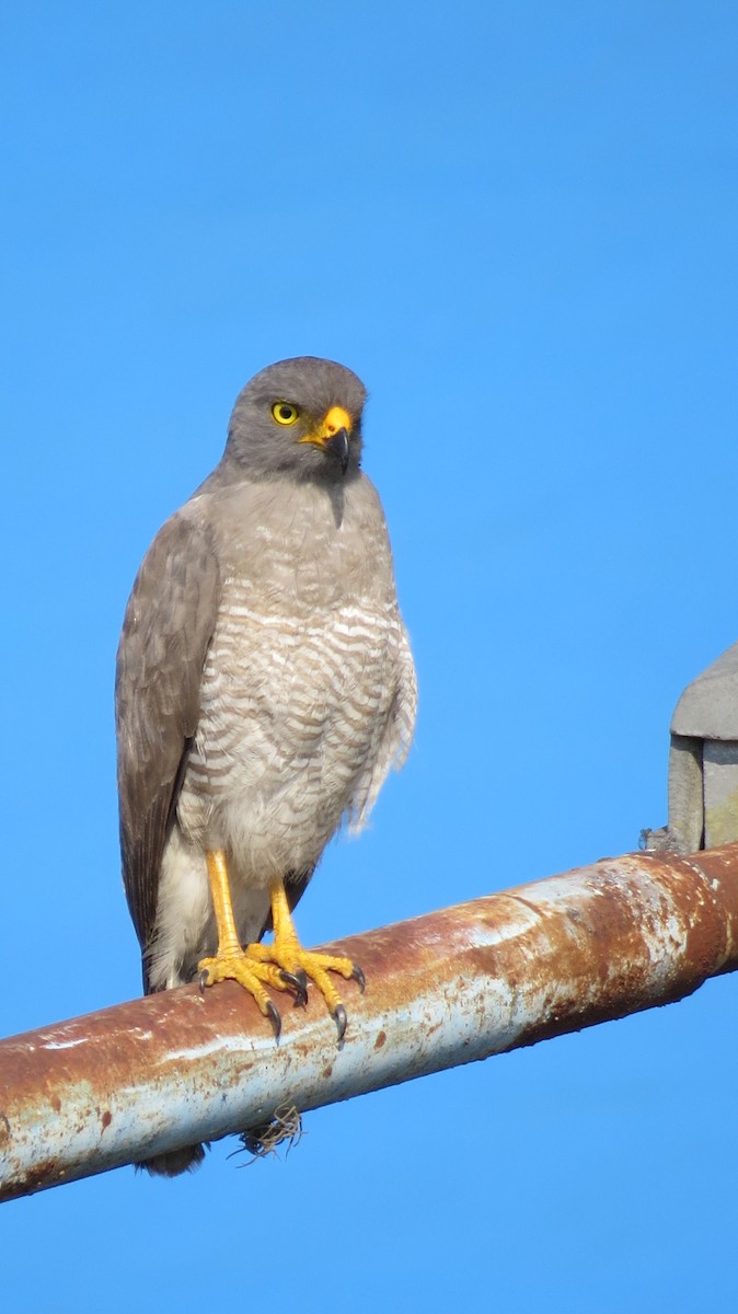 Roadside Hawk - Anderson León Natera