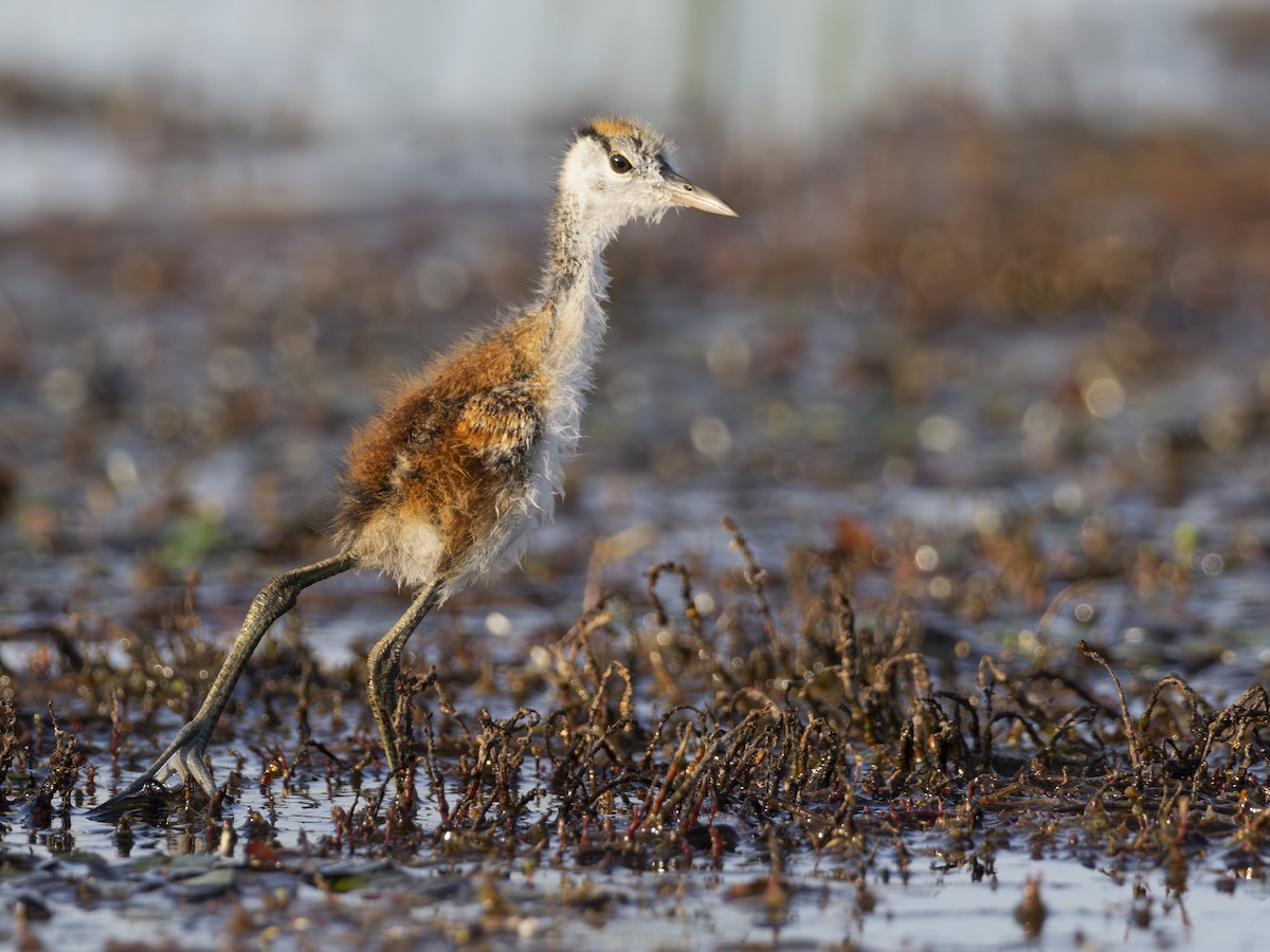 African Jacana - ML616580293