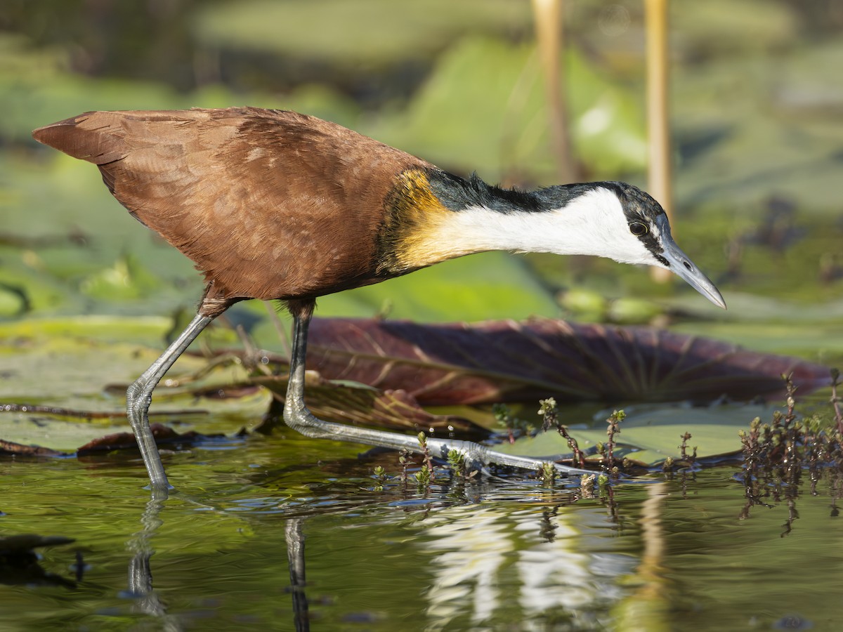 African Jacana - ML616580294