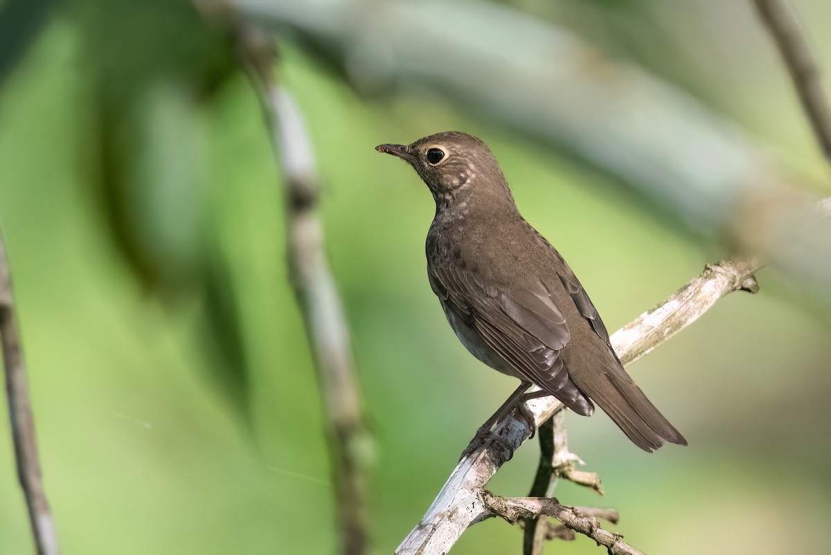 Swainson's Thrush - Adam Jackson