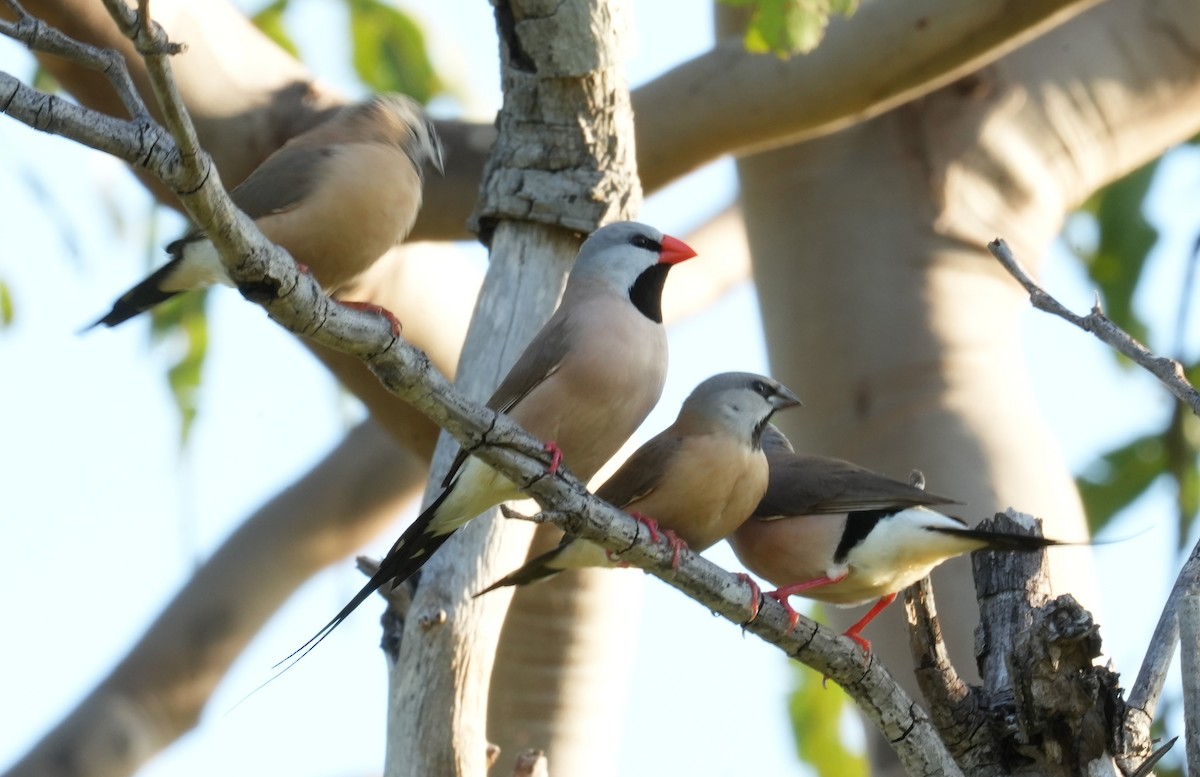 Long-tailed Finch - ML616580317