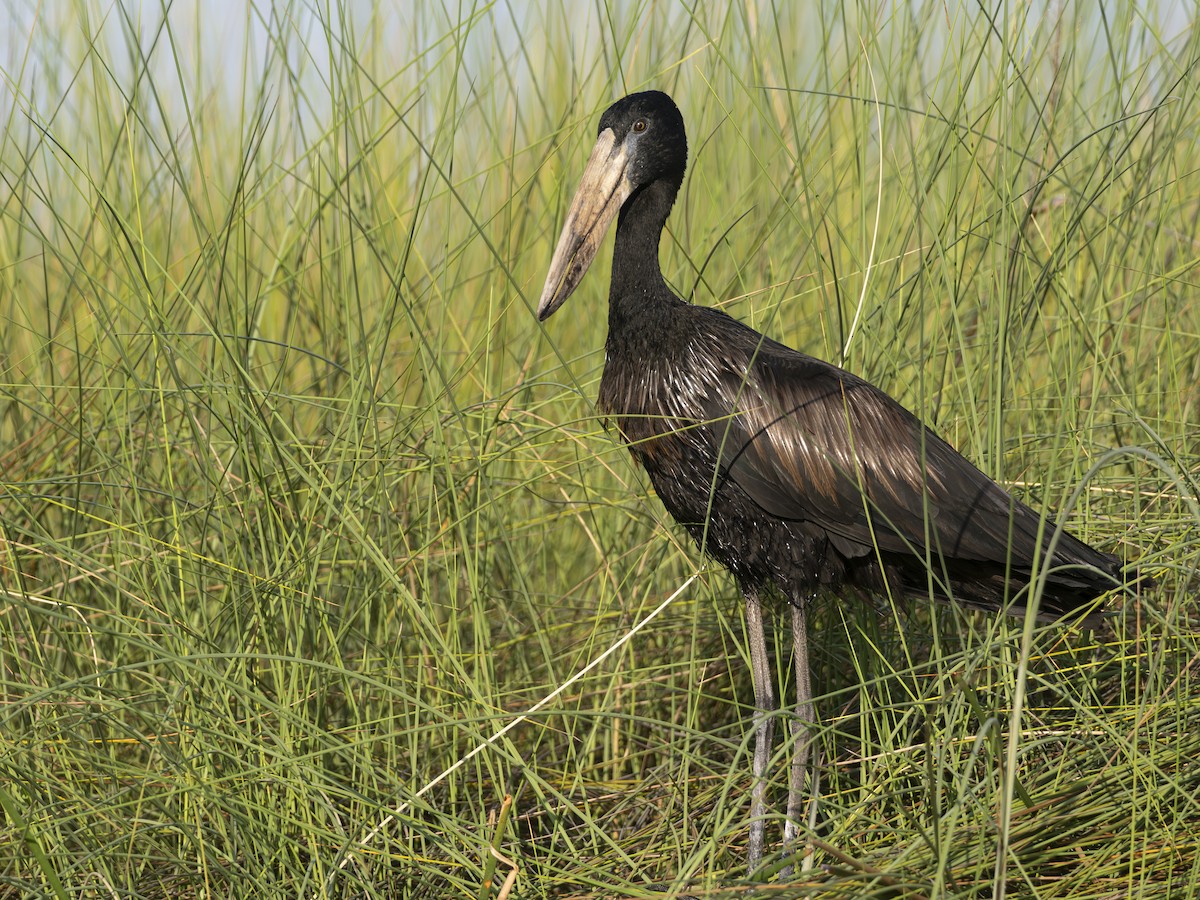 African Openbill - ML616580318