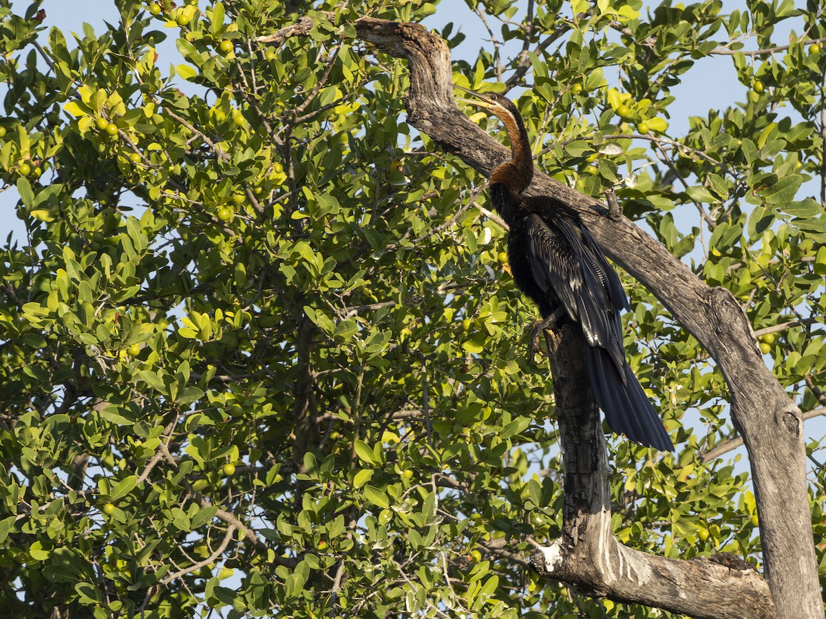 African Darter - ML616580324