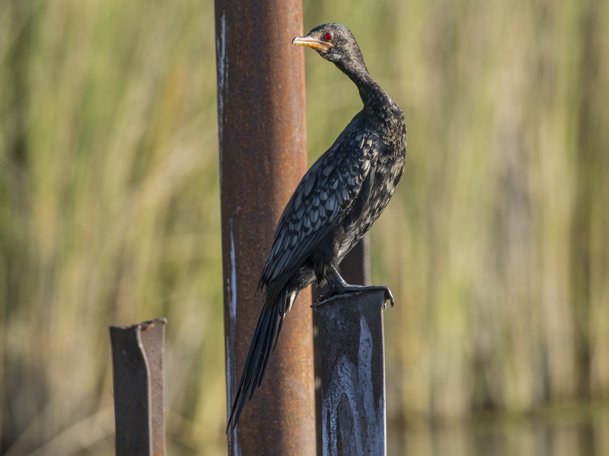 Reed Cormorant - ML616580329