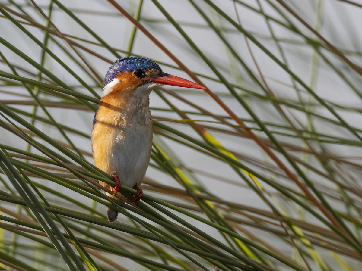 Malachite Kingfisher - ML616580331