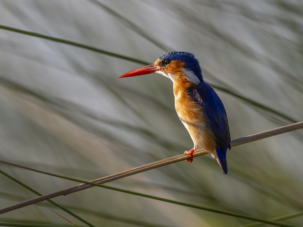 Malachite Kingfisher - ML616580332