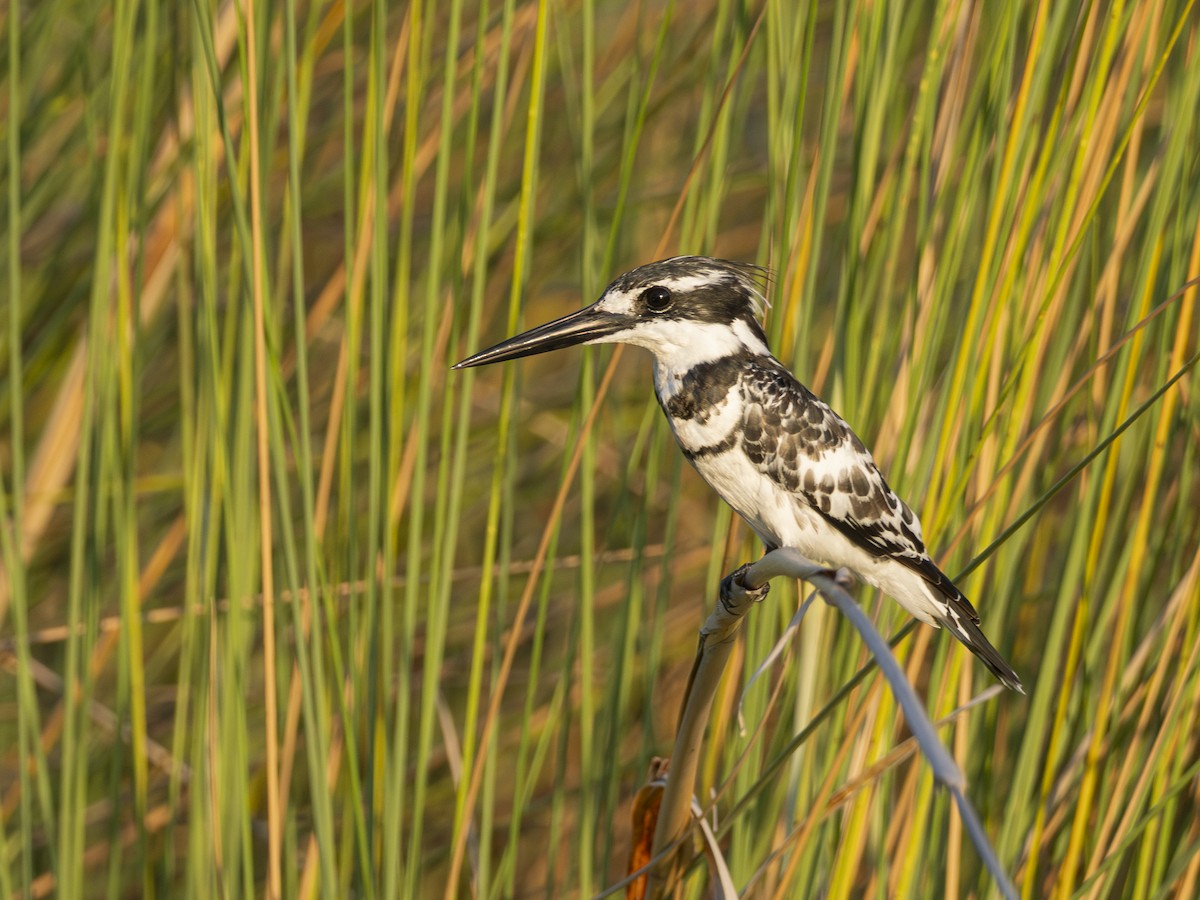 Pied Kingfisher - ML616580337