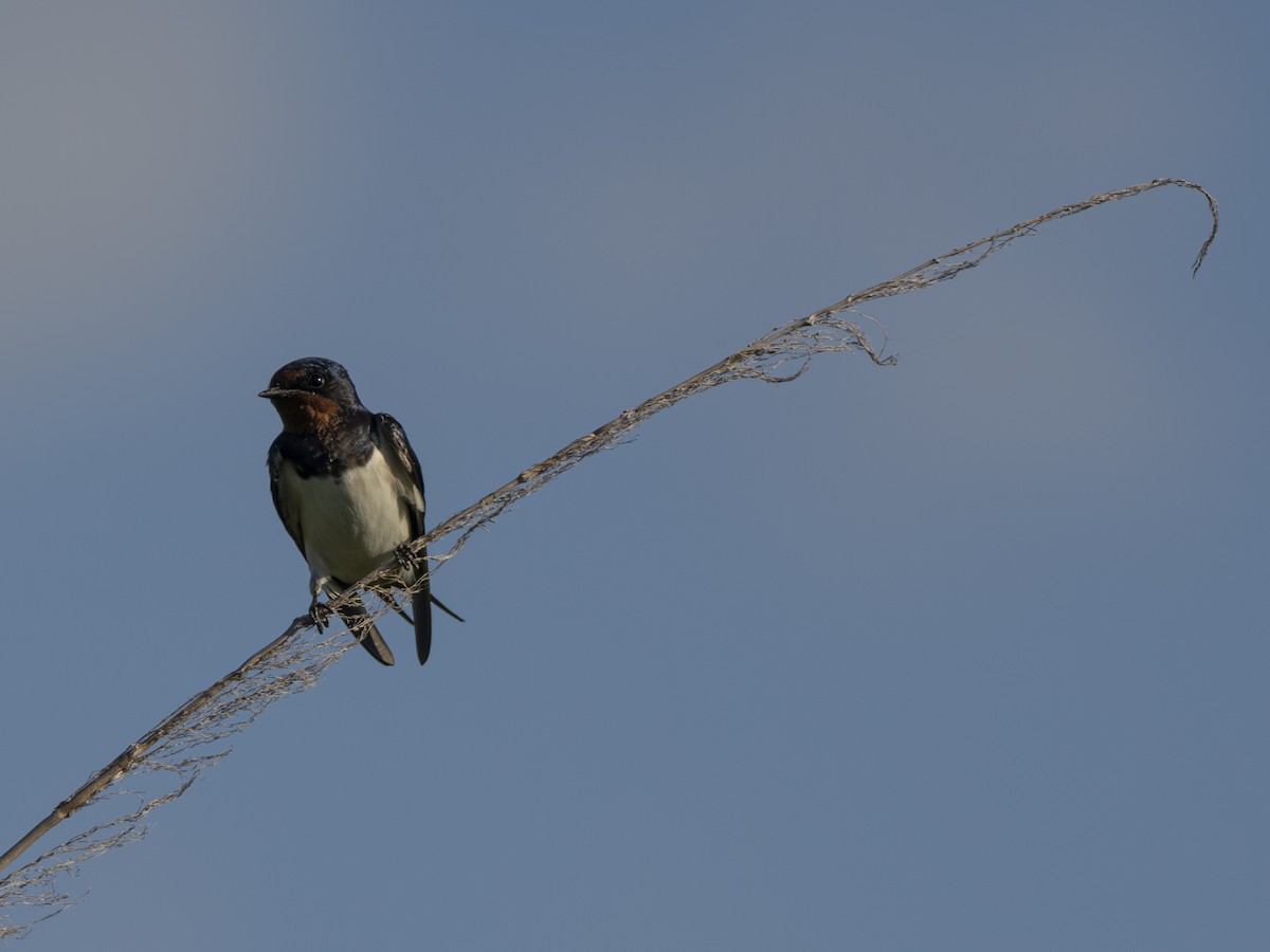 Barn Swallow - ML616580341