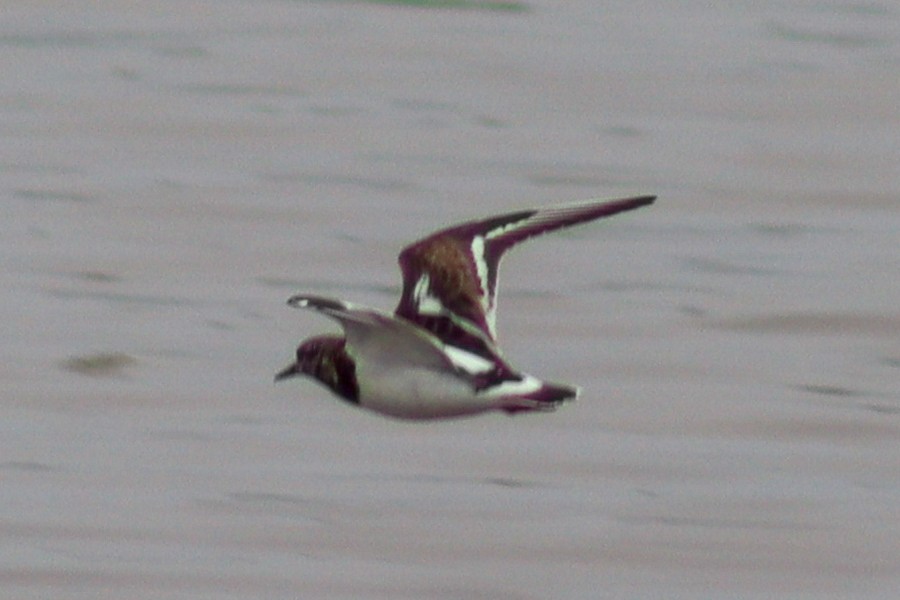 Ruddy Turnstone - ML616580347