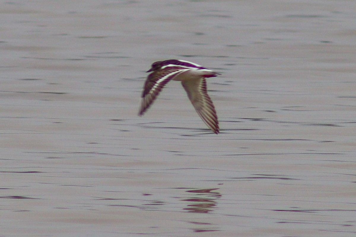 Ruddy Turnstone - ML616580350