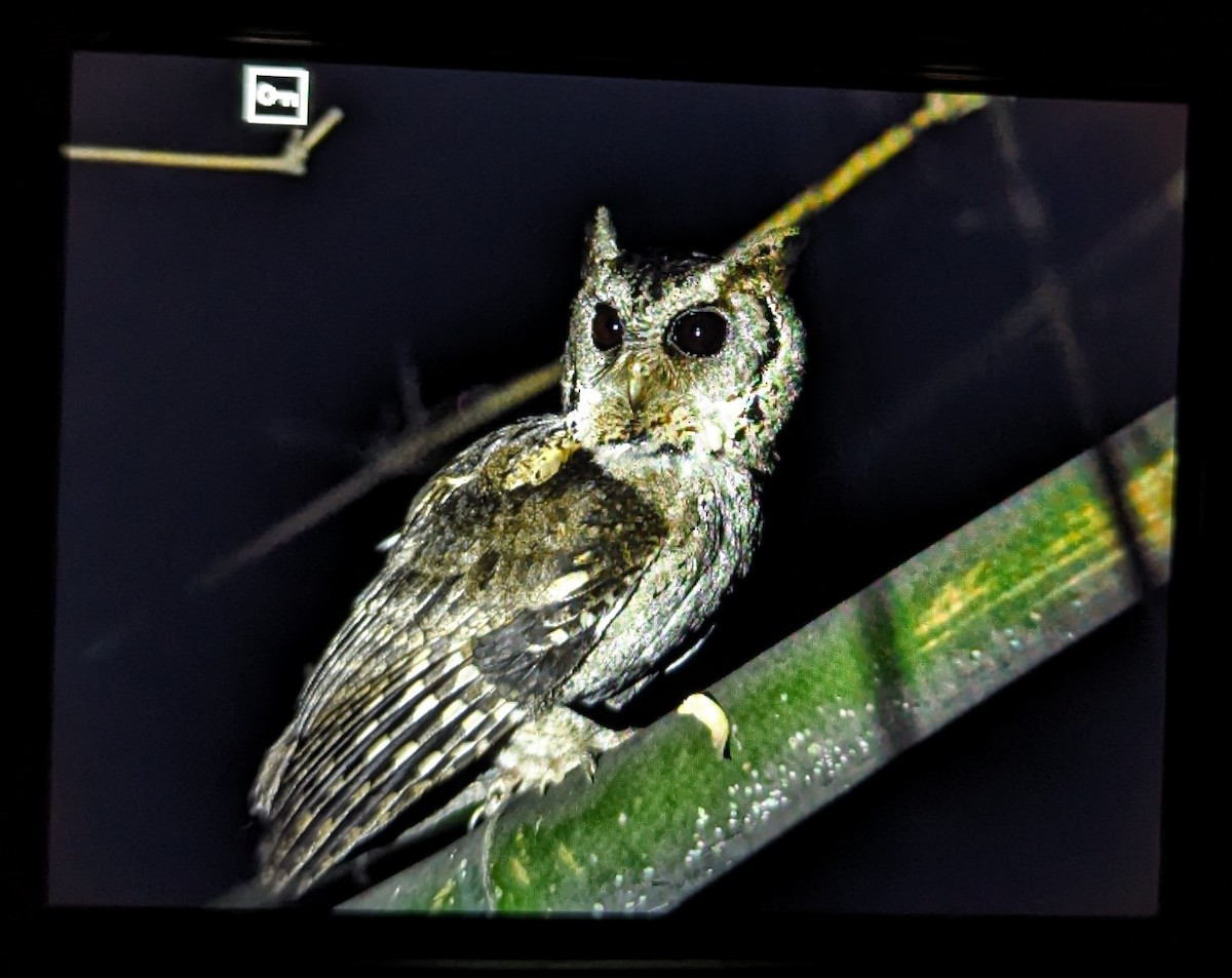 Collared Scops-Owl - ML616580371