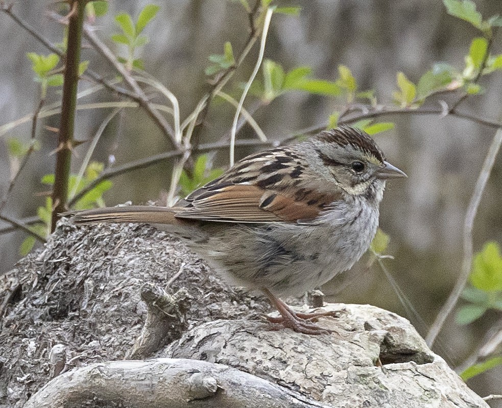 Swamp Sparrow - terry moore