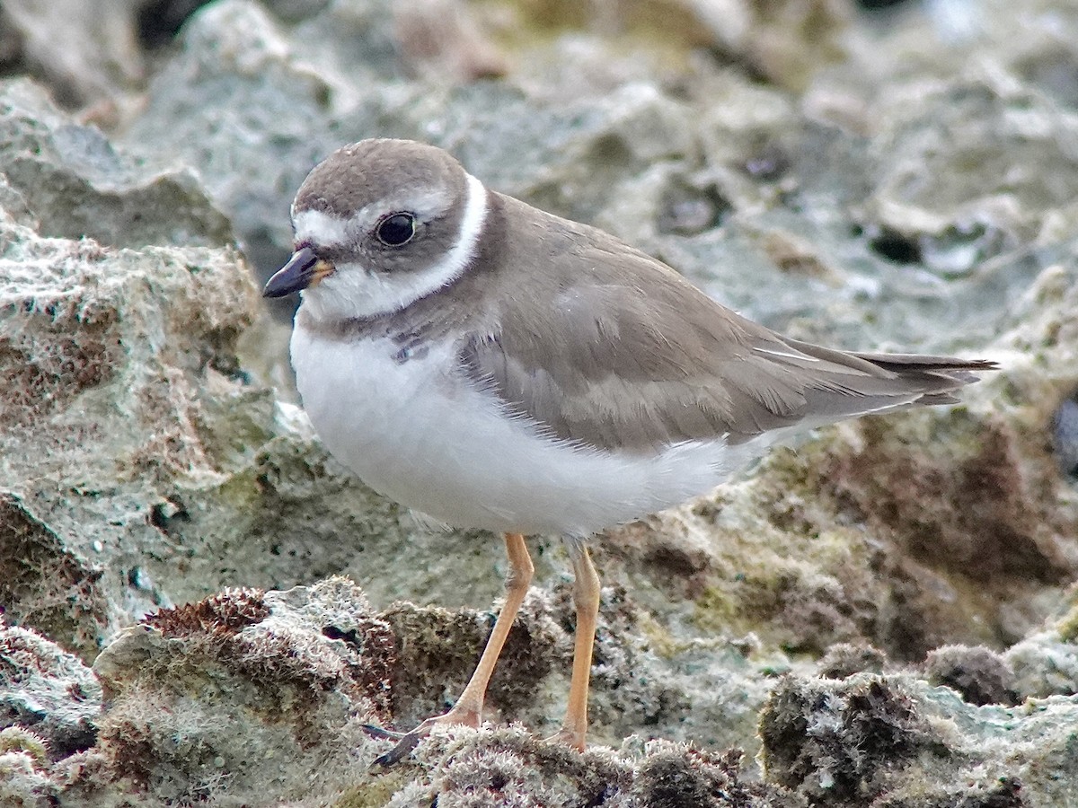 Semipalmated Plover - ML616580415