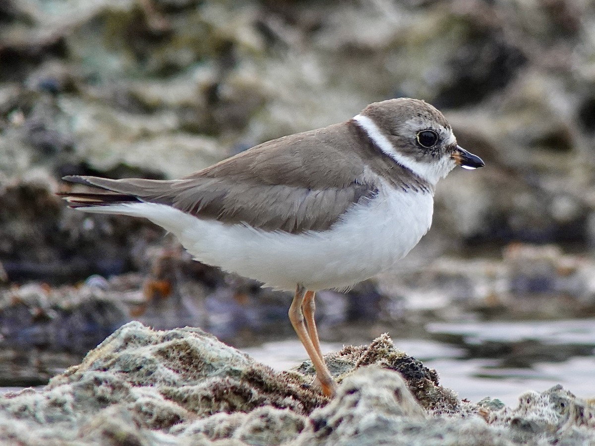 Semipalmated Plover - ML616580416
