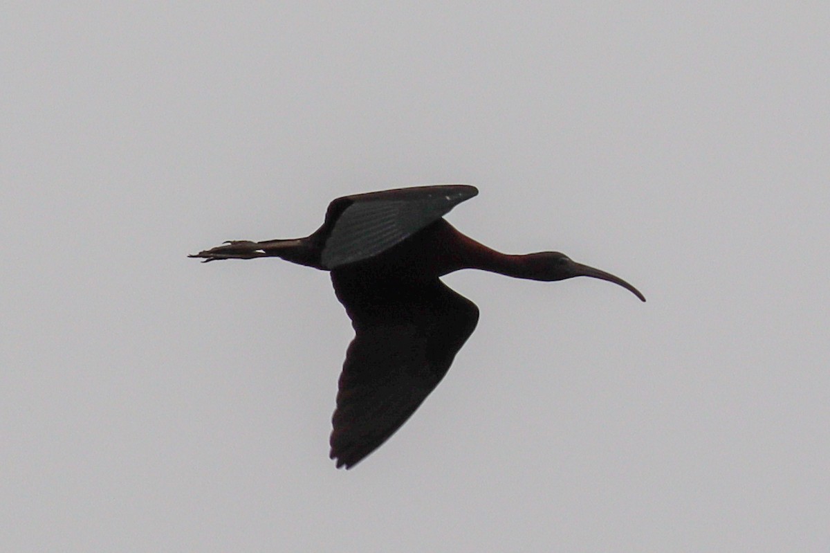 ibis hnědý - ML616580440