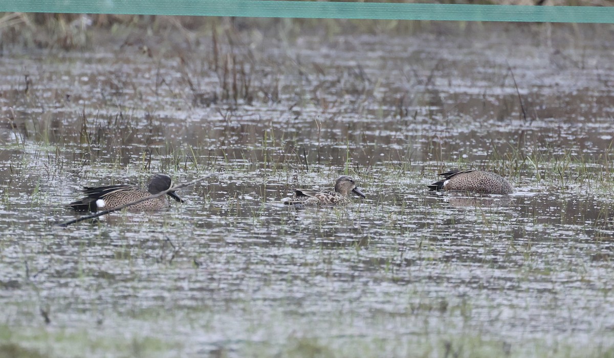 Blue-winged Teal - ML616580442