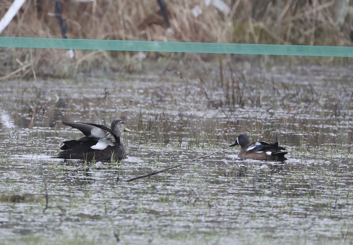 Blue-winged Teal - ML616580446