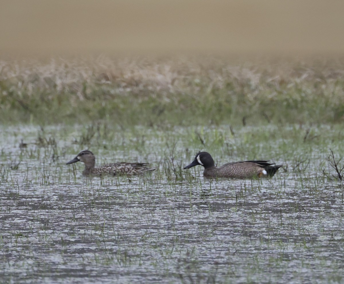 Blue-winged Teal - ML616580455