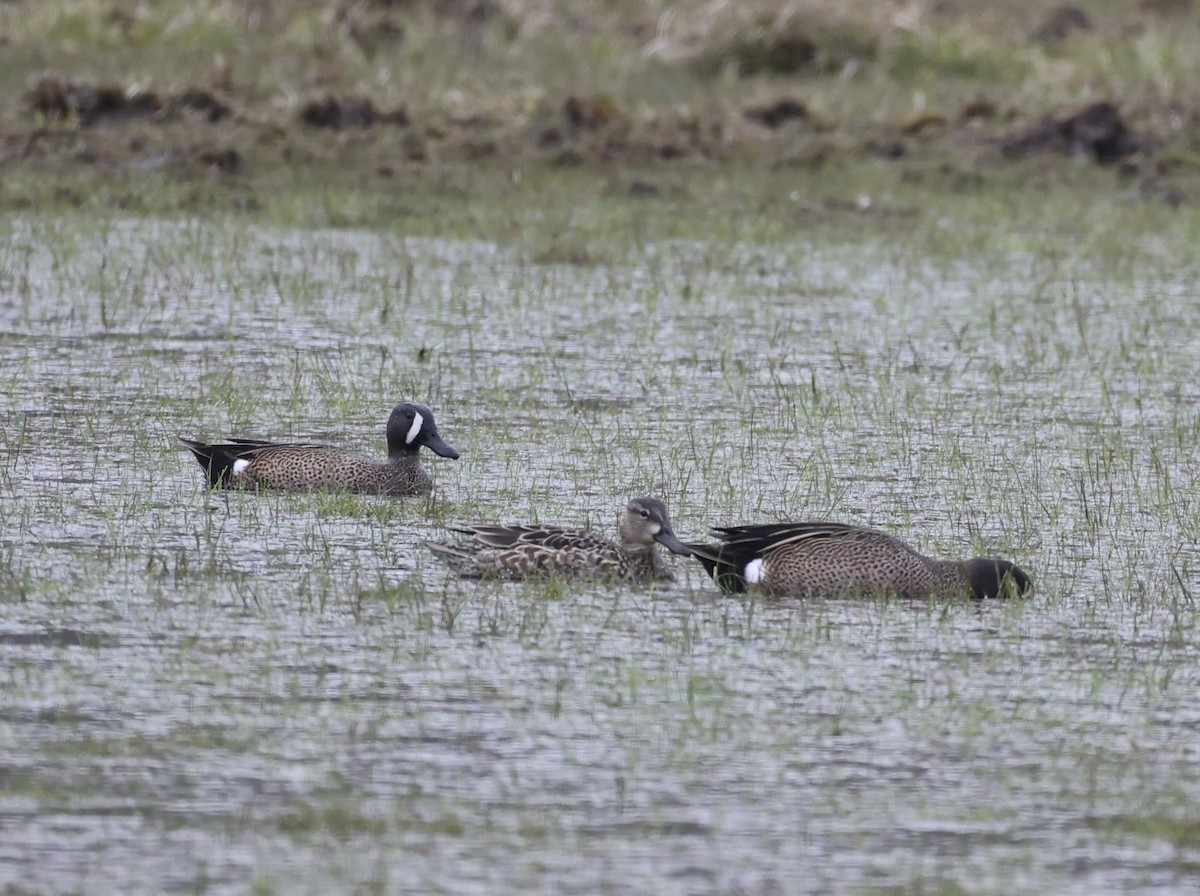 Blue-winged Teal - ML616580461