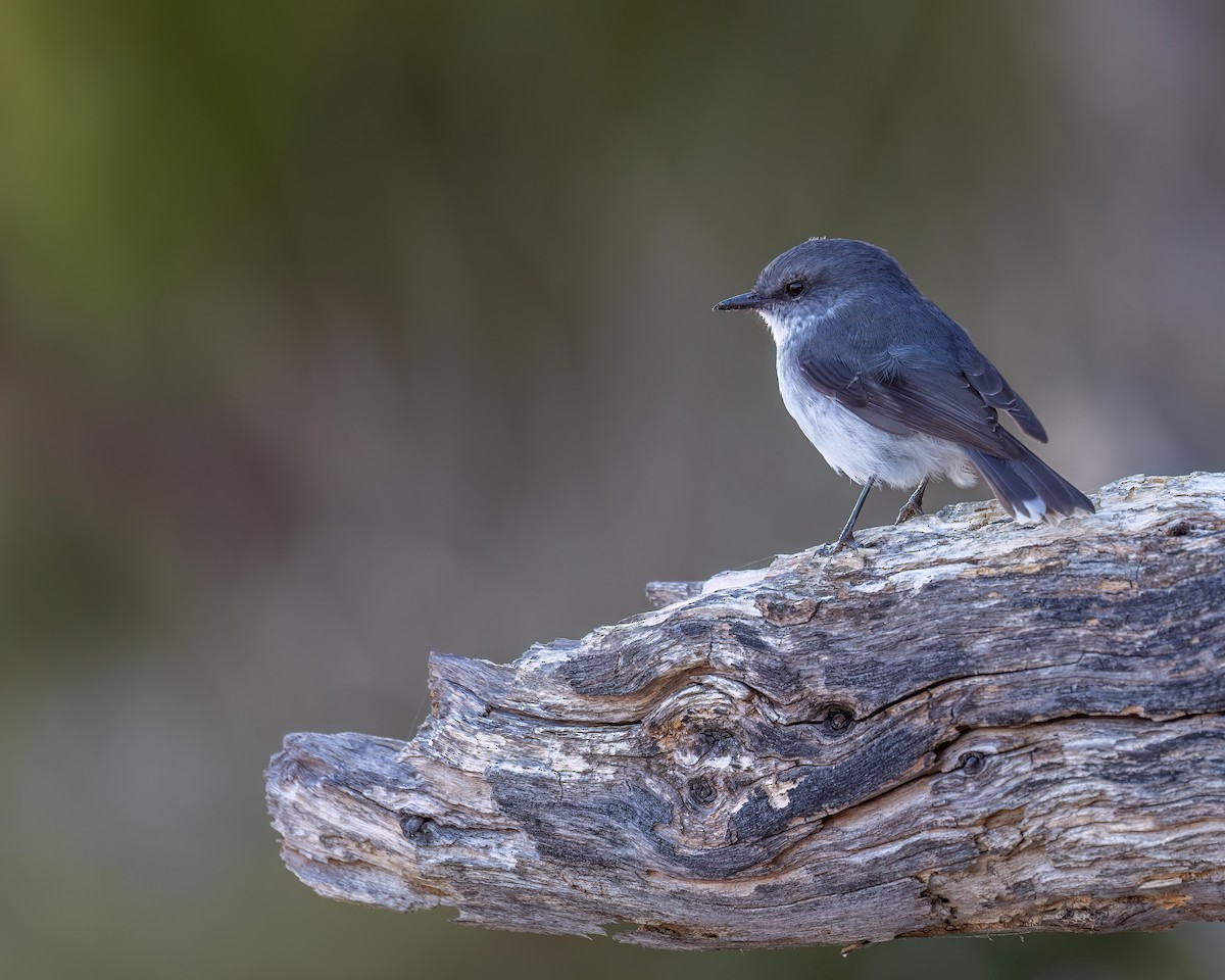 White-breasted Robin - ML616580494