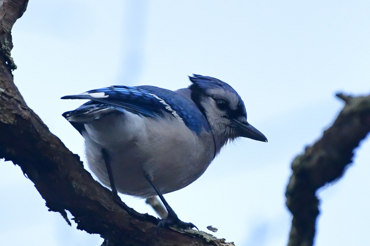 Blue Jay - Cristine Van Dyke