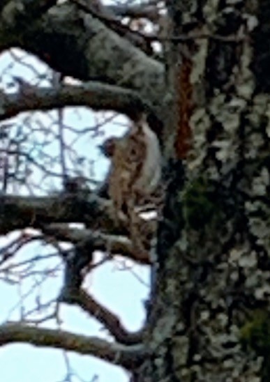 Eurasian Treecreeper - ML616580516