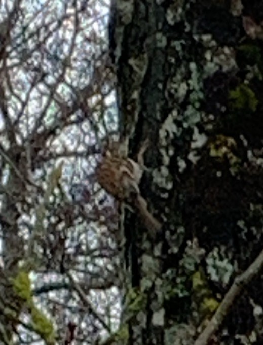 Eurasian Treecreeper - ML616580517