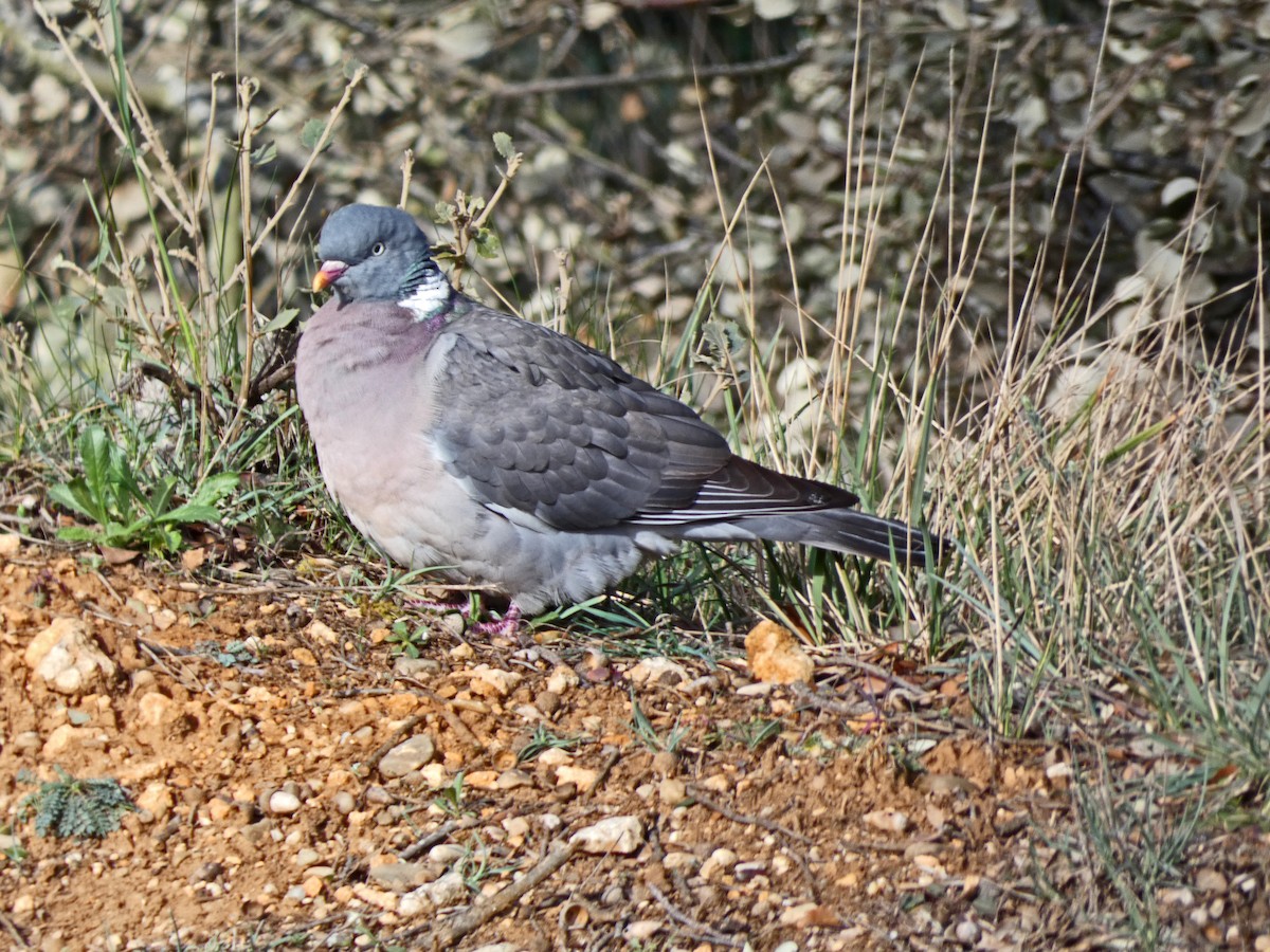 Common Wood-Pigeon - ML616580555