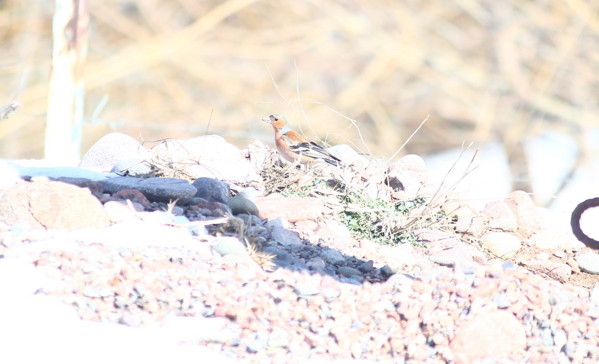 Common Chaffinch - ML616580572