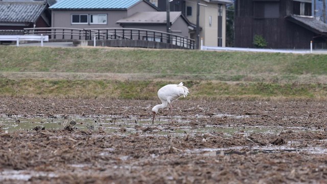 Siberian Crane - ML616580598