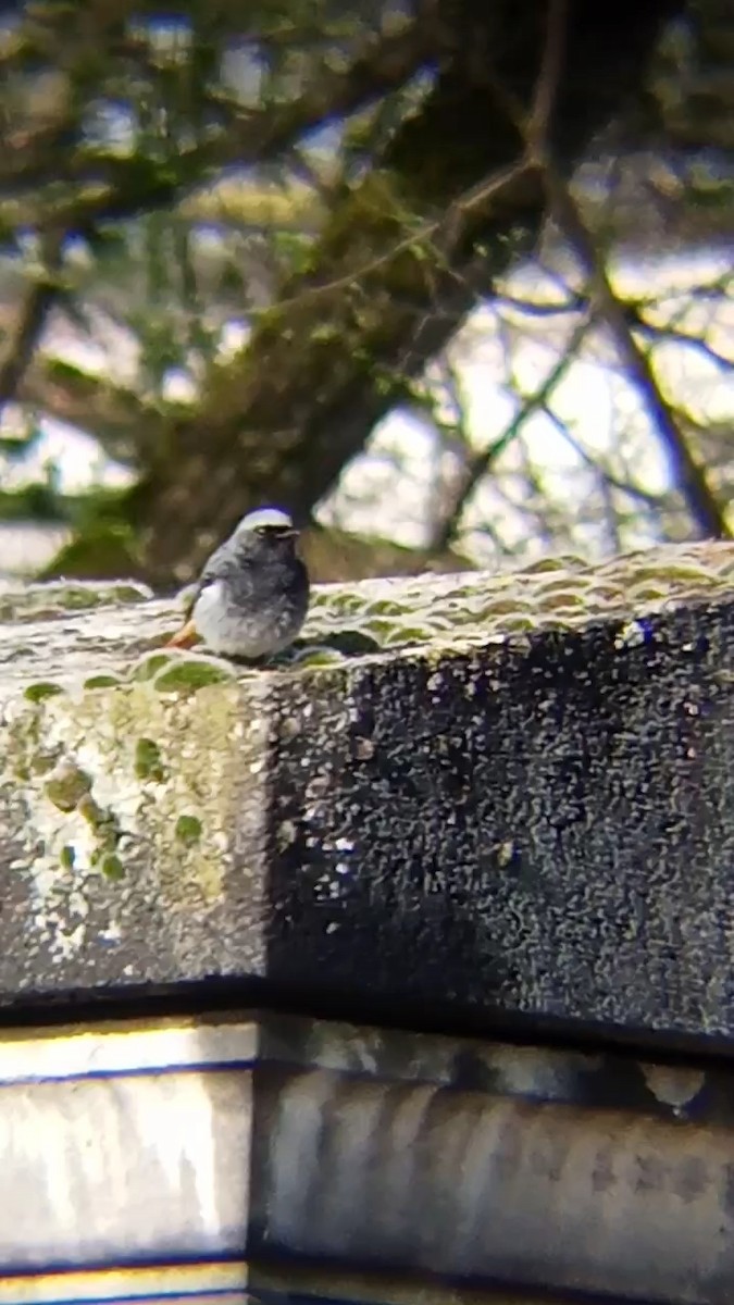 Black Redstart - ML616580604