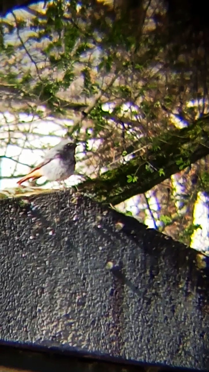 Black Redstart - ML616580607