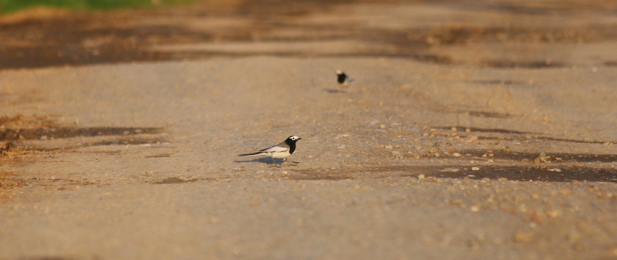 White Wagtail - ML616580612