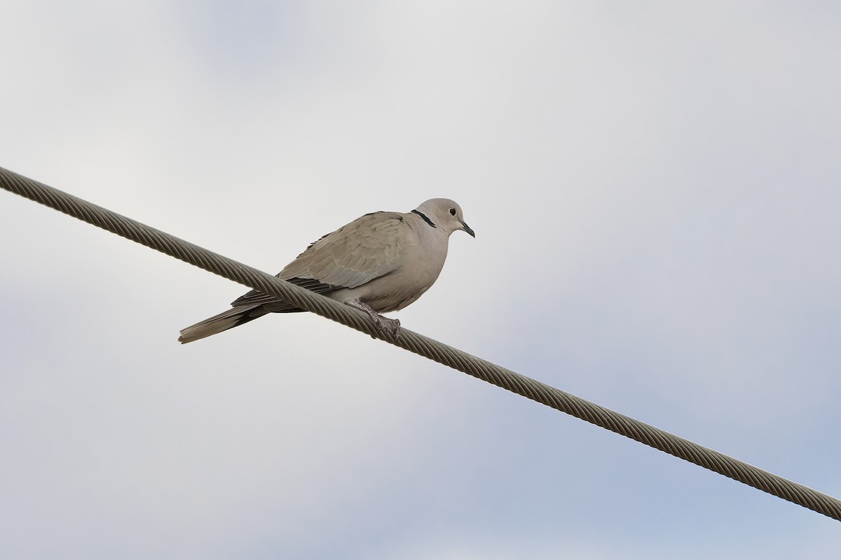 African Collared-Dove - ML616580615
