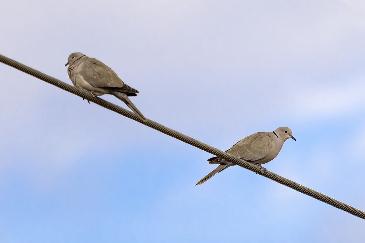 African Collared-Dove - ML616580616