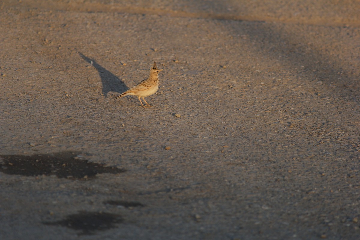 Crested Lark - ML616580628