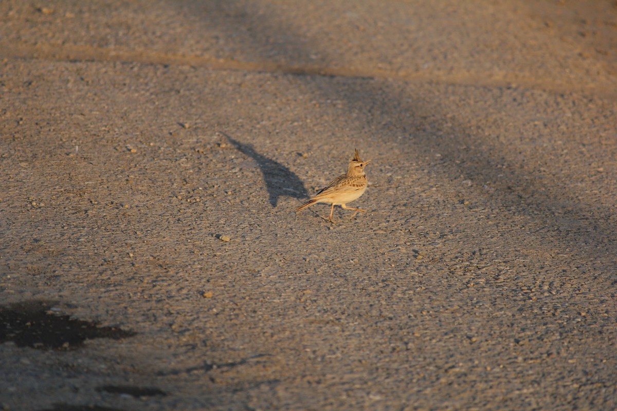 Crested Lark - ML616580629