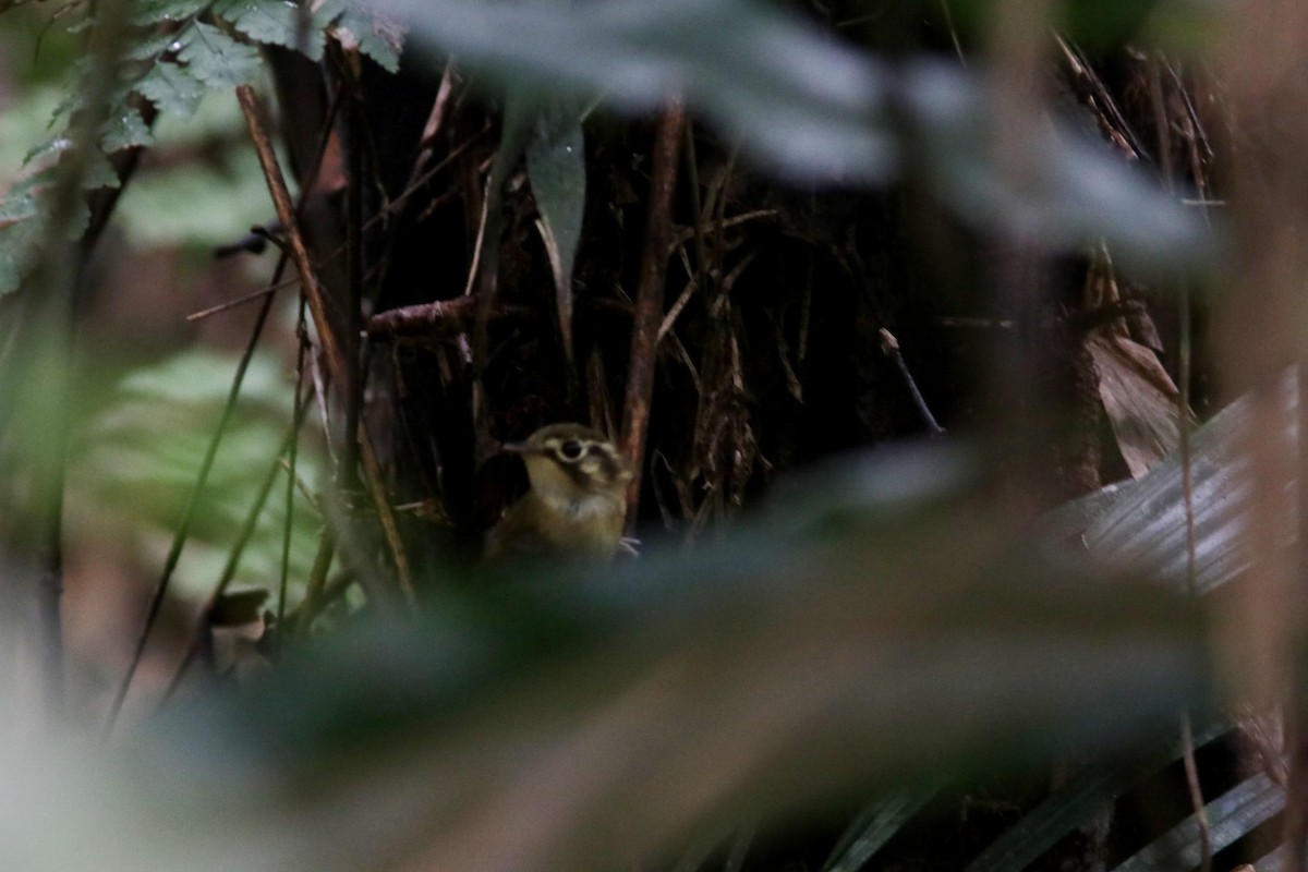 White-throated Spadebill - Richard Dunn