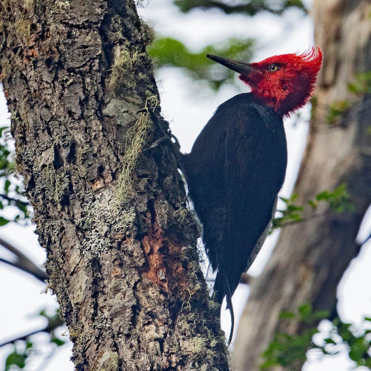 Magellanic Woodpecker - ML616580659