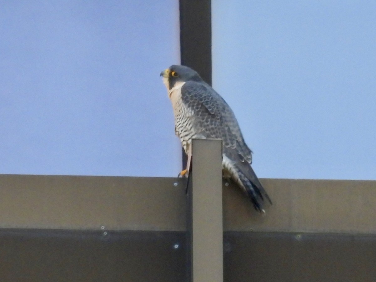 Peregrine Falcon - Lois Rockhill