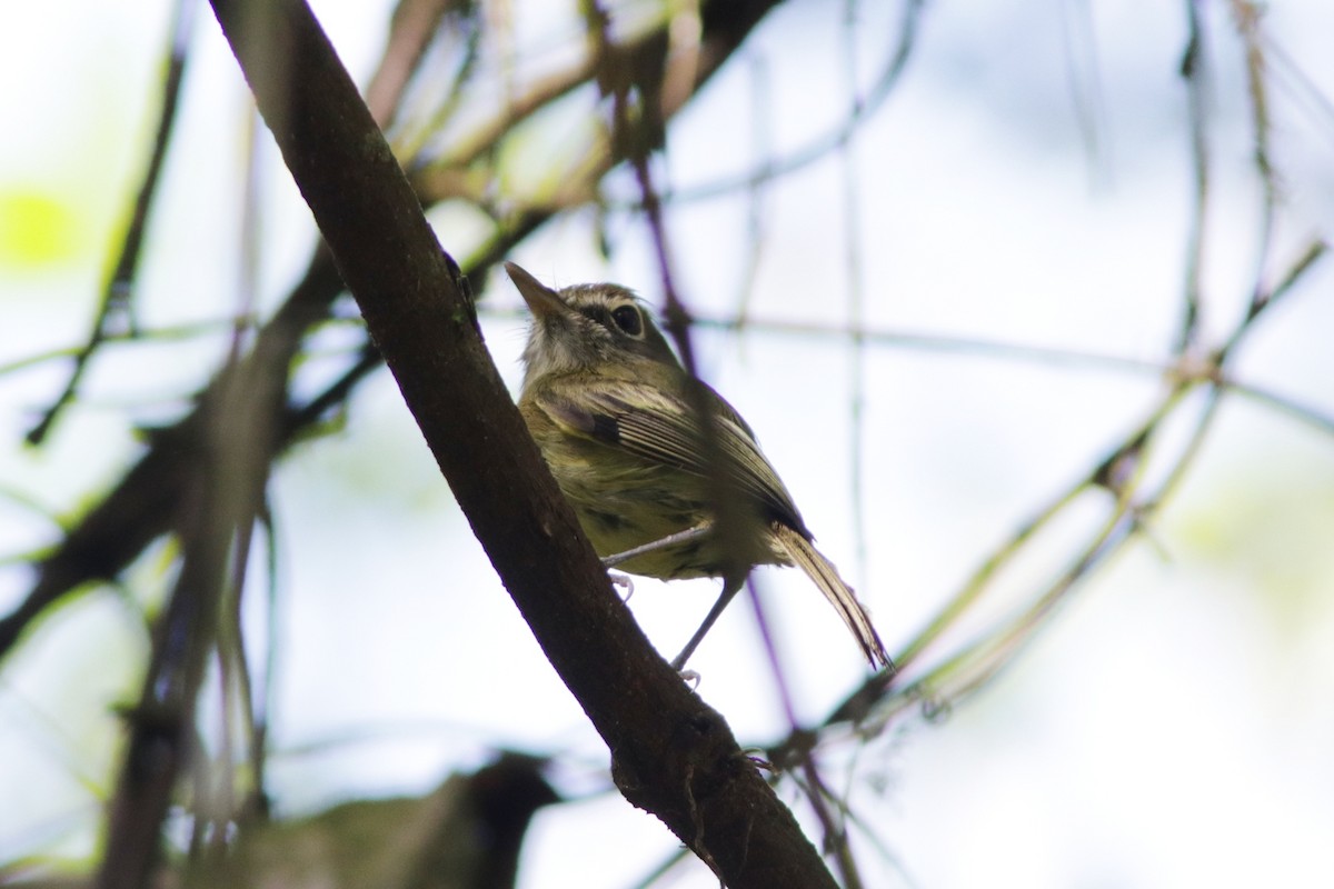 Eye-ringed Tody-Tyrant - ML616580729