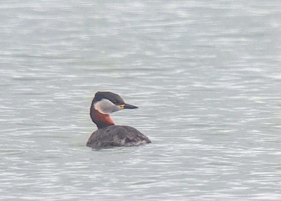 Red-necked Grebe - Miloslav Mišík