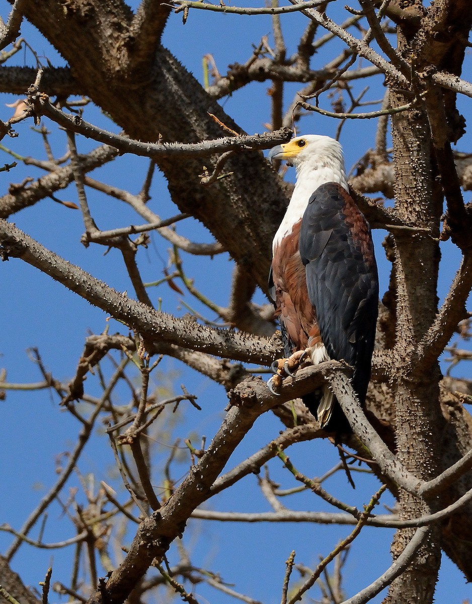 African Fish-Eagle - ML616580796