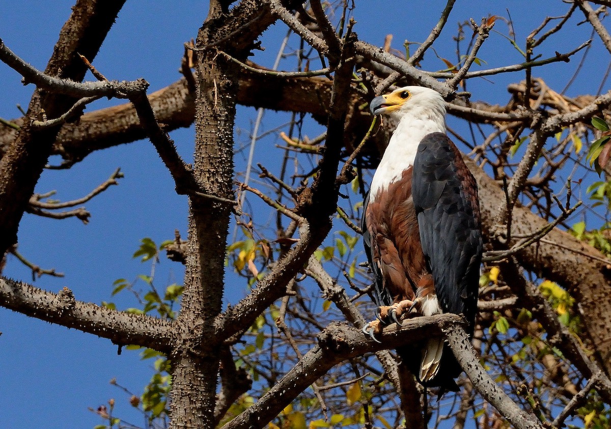 African Fish-Eagle - ML616580797