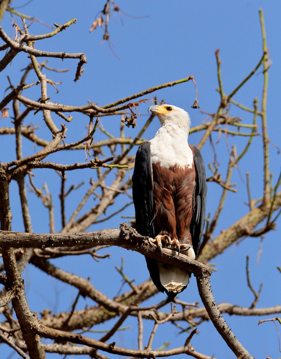 African Fish-Eagle - ML616580798
